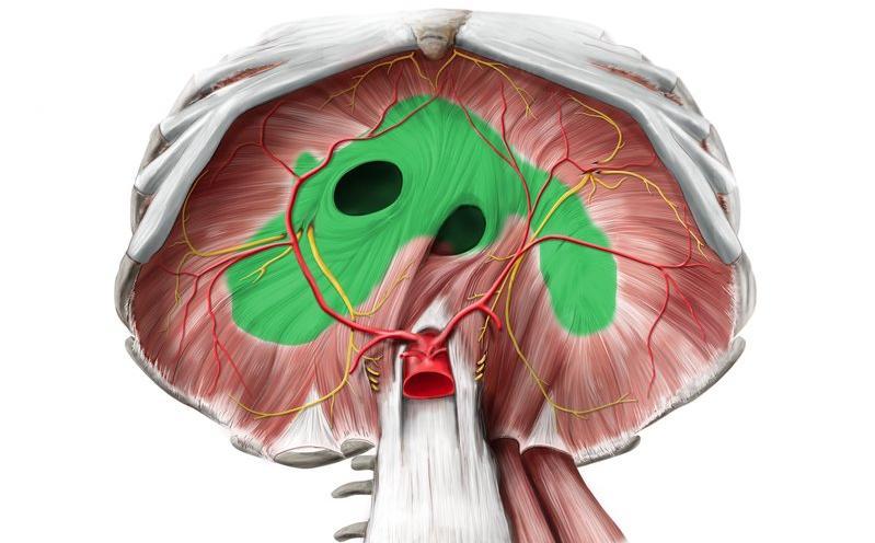 Insertion of diaphragm : All muscle fibers of the