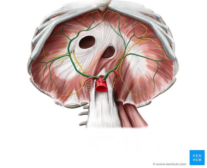 Abdominal aorta Inferior phrenic