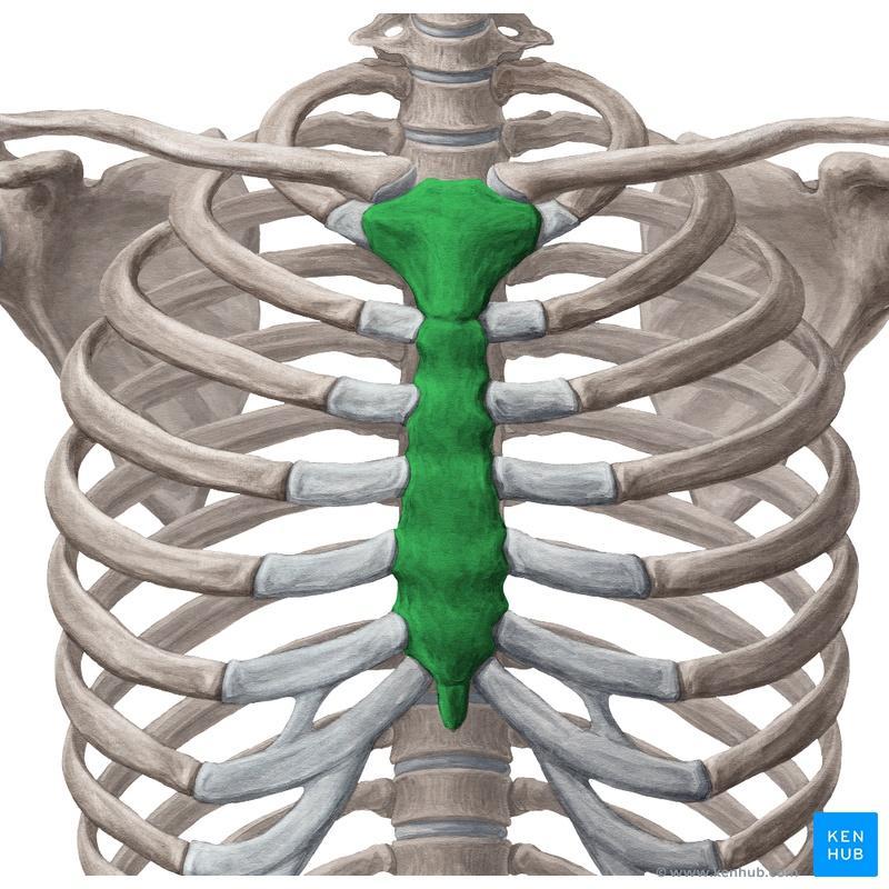 Sternum Flat bone 3 parts: