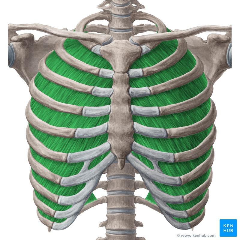 The internal intercostal muscle forms the intermediate layer.