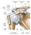 coracohumeral ligament