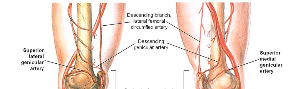 articular branches of popliteal a. genicular branches of femoral a.