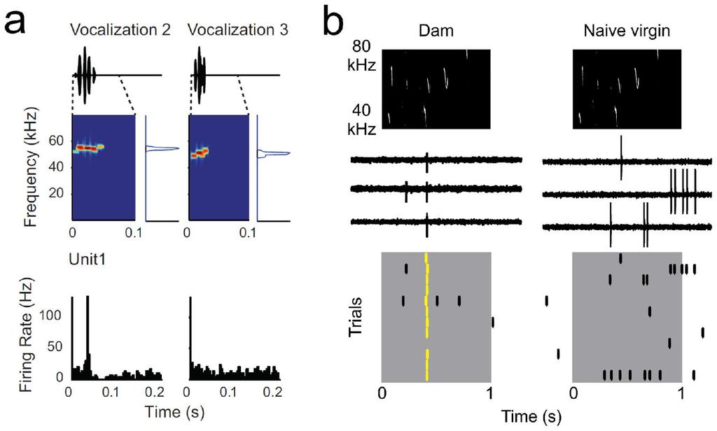 Froemke and Schreiner Page 25 Figure 4. Responses to vocalizations in rodent AI. a, Single-unit recording from awake rat AI, playing two vocalizations with similar spectrotemporal characteristics.