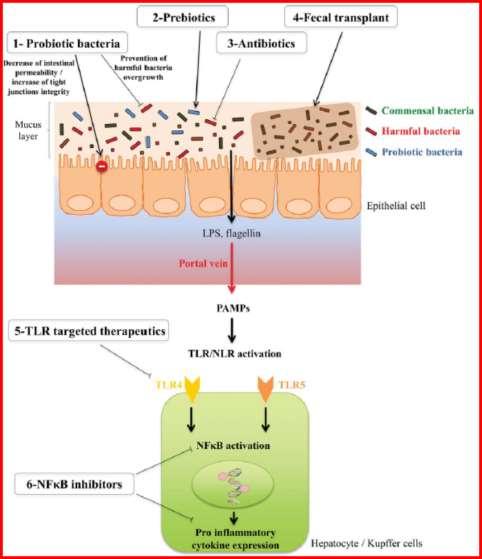 Gut dysbiosis: Potential therapeutic strategies to prevent or