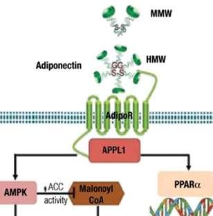 Adiponectin : Synthetic adiponectin