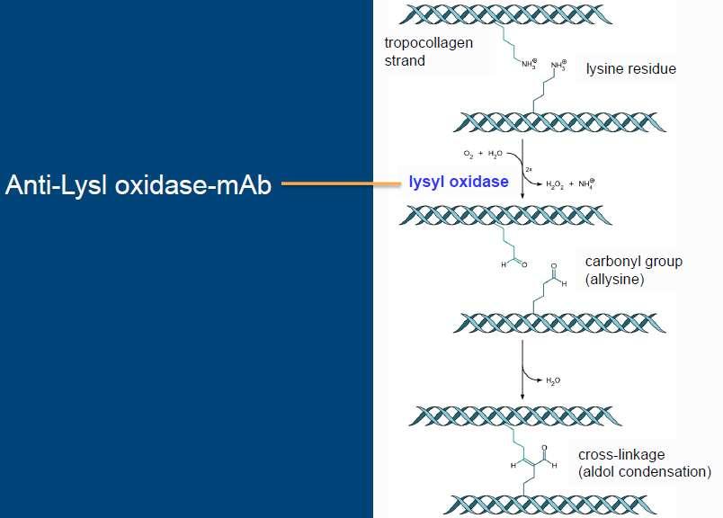 Direct inhibition or reversal of fibrosis by Lysyl oxidase homolog 2 inhibitory monoclonal antibody Simtuzumab (LOXL2 mab) LOXL2 (Lysyl oxidase-like-2) Lysyl oxidase is an