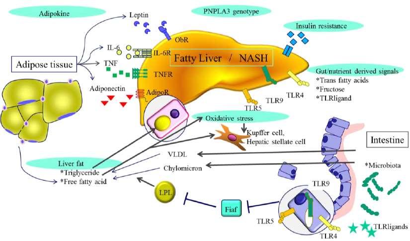 Pathophysiology of NAFLD/NASH: Multiple complex pathways Patatin-like phospholipase 3