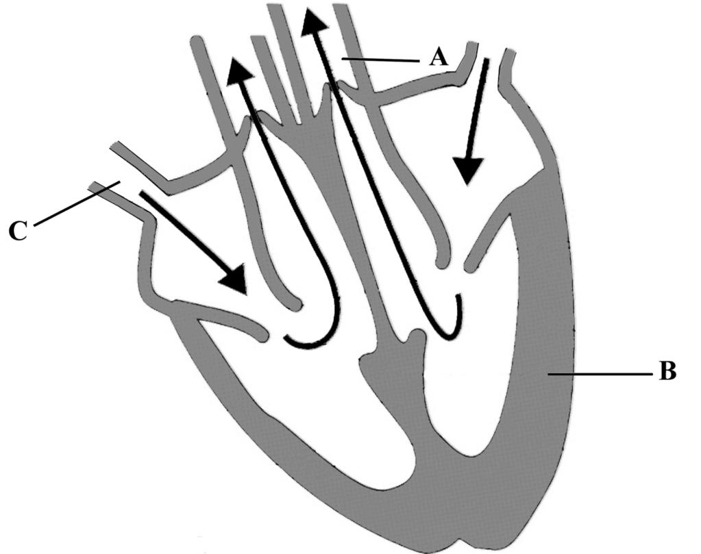 9. Figure 5 is a diagram of the human heart. (a) Name the parts labelled A, B and C. Figure 5 (i) A... (ii) B... (iii) C.