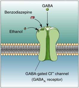 Anxiety Treatments for Anxiety Psychotherapy Anxiolytic Medications GABA (inhibitory neurotransmitter) GABA A receptor has binding