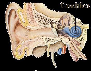 The Outer Ear The Pinna - cartilaginous, highly variable in appearance,