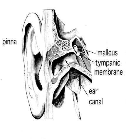 in length S shaped Lined with cerumen glands Outer 1/3rd cartilage; inner 2/3rds mastoid