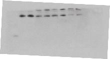 Real time-pcr were used to examine the effects of blocking these mirnas on brown fat adipogenesis. n=3. (d). SVF cells were transfected with LNA mirna inhibitors (1nM) one day before differentiation.