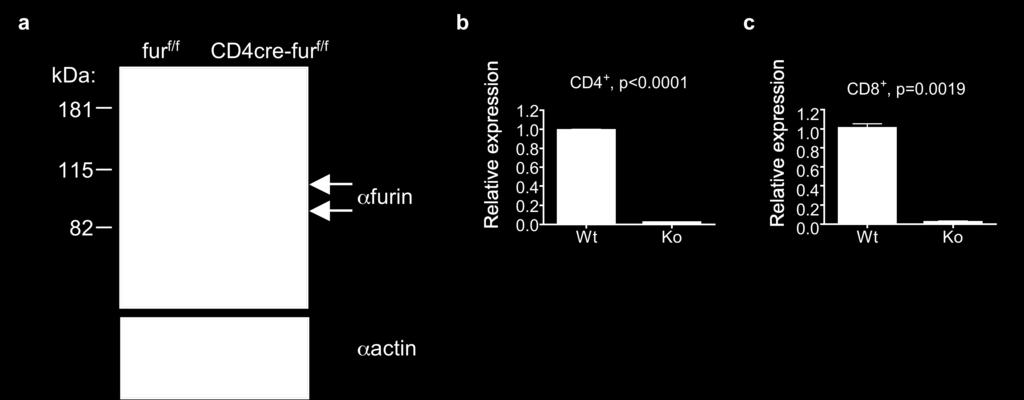 Supplemental Figure 1. Furin is efficiently deleted in CD4 + and CD8 + T cells. a, Western blot for furin and actin proteins in CD4cre-fur f/f and fur f/f Th1 cells.
