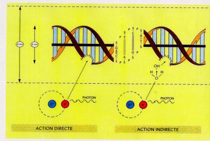 Interaction of ionizing radiation with DNA, the critical target DIRECT ACTION INDIRECT ACTION http://rpop.iaea.