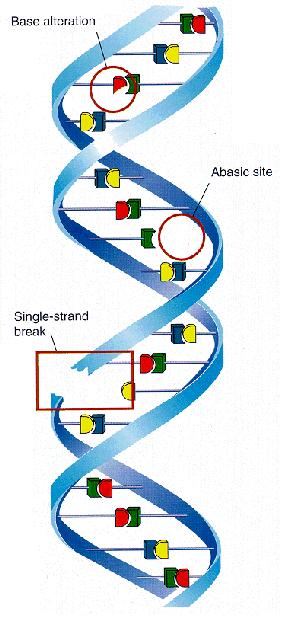 org/ 5 DNA Damage There are qualitative and quantitative differences in initial DNA damage caused by radiation DNA