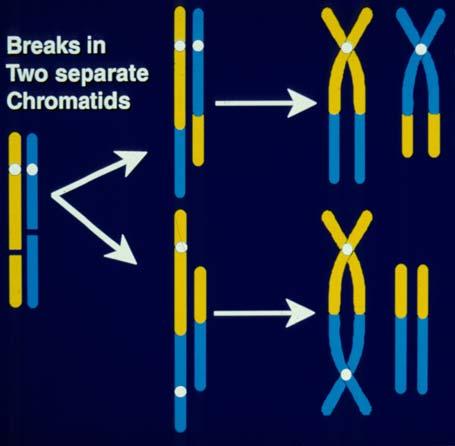 Incorrect repair - mutation Hprt mutants per 10 6 cells Mutation type point Partial gene del. Total gene deletion Multiple loci del. Spont. 2.3 2.2 0.5.