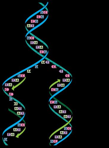 DNA Division and Copying DNA divisions happen continually with cell divisions.