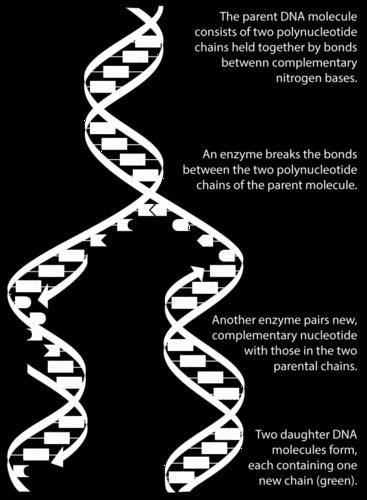 The DNA division produces replica of the original DNA molecule using each of the strands as a template!