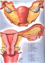 Causes contd. Female Fallopian tubes?
