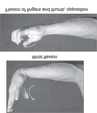 Movements Flexion movement of palm of hand and/or phalanges toward anterior or volar aspect of forearm Copyright 2007