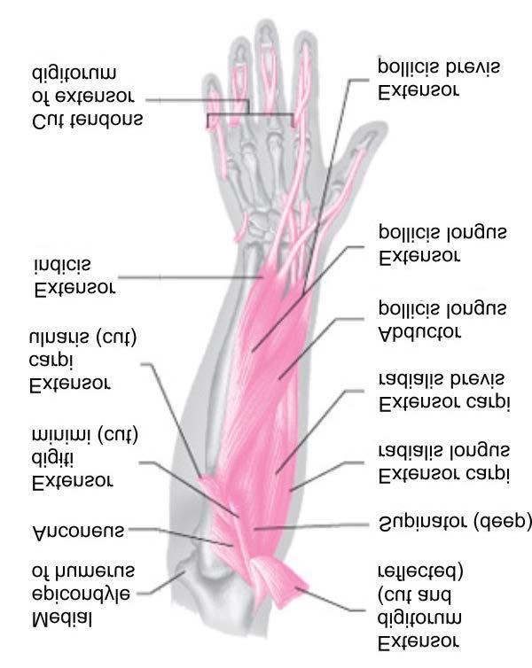 Posterolaterally at elbow and forearm and posterior at hand Primarily wrist and phalangeal extension Extensor