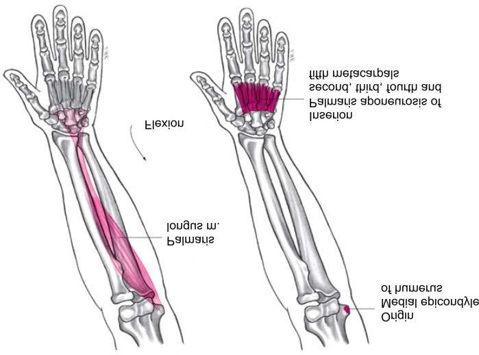Muscles Palmaris Longus Muscle Flexion of wrist Weak flexion of elbow Copyright 2007 McGraw-Hill Higher
