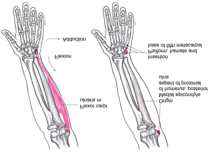 Muscles Flexor Carpi Ulnaris Muscle Flexion of wrist Adduction of wrist Weak flexion of elbow Copyright 2007 McGraw-Hill