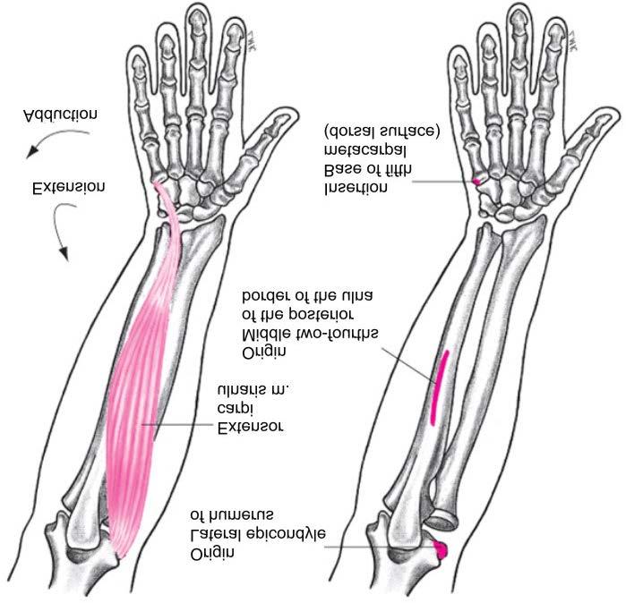 Muscles Extensor Carpi Ulnaris Muscle Extension of wrist Adduction of wrist Weak flexion