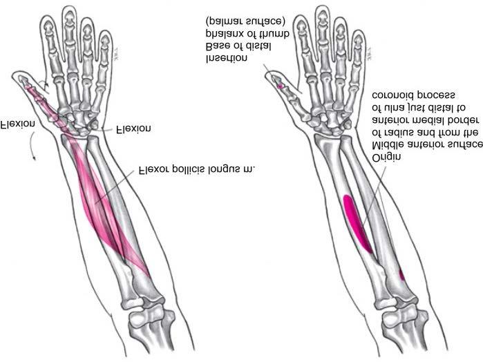 Muscles Flexor Pollicis Longus Muscle Flexion of thumb carpometacarpal, metacarpophalangeal, and interphalangeal joints Flexion of wrist Abduction of