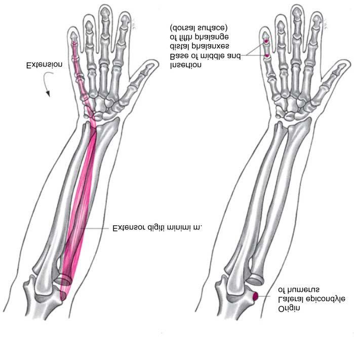 Muscles Extensor Digiti Minimi Muscle Expansion of little finger at metacarpophalangeal joint Weak wrist extension Weak elbow extension