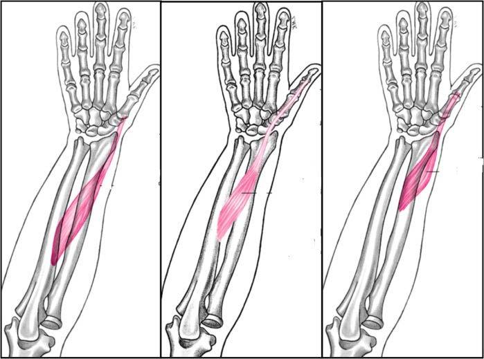 Muscles Wrist Abduction Flexor carpi radialis Extensor carpi radialis longus Extensor carpi radialis brevis Abductor pollicis