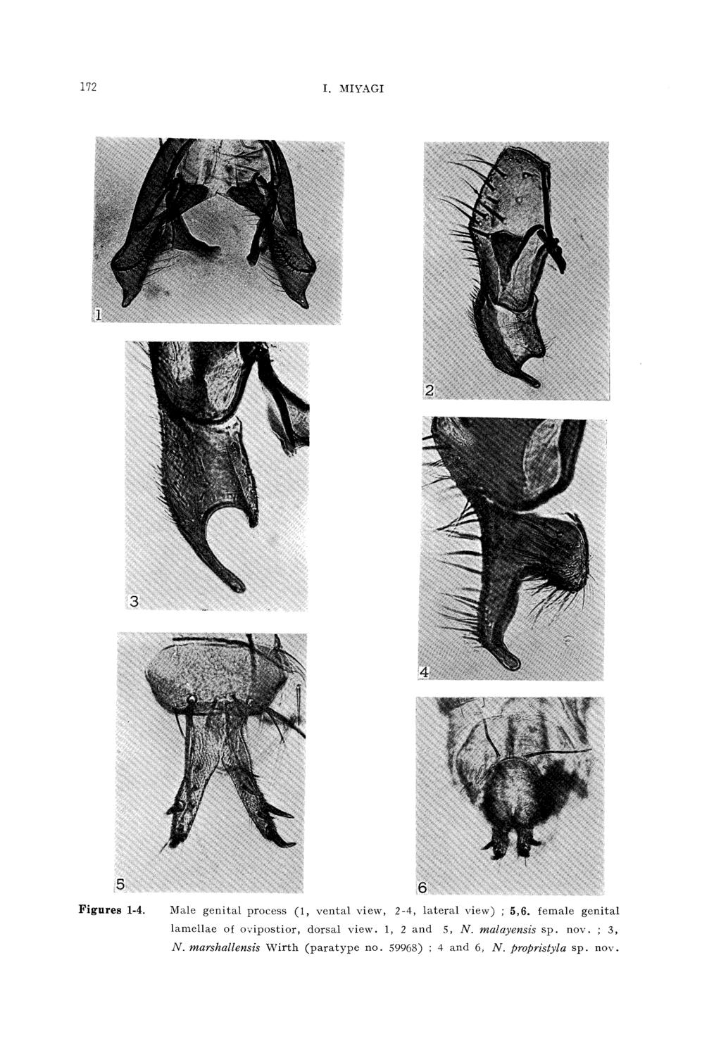 172 I. MIYAGI m^ i Figures 1-4. Male genital process (1, vental view, 2-4, lateral view) ; 5,6.
