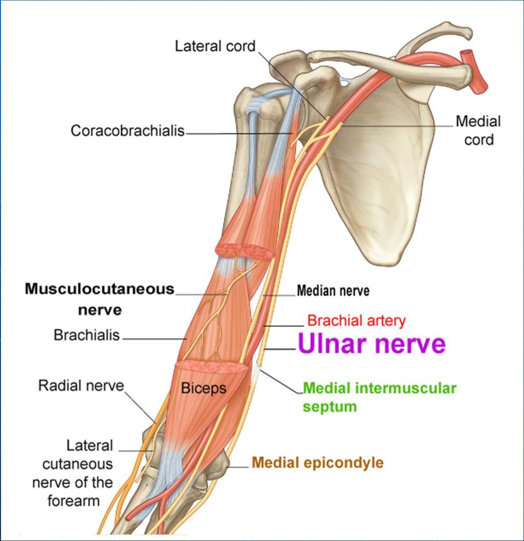 Ulnar nerve From medial cord. Medial to brachial a. in ant. compartment. Pierce medial septum to enter the posterior compartment.