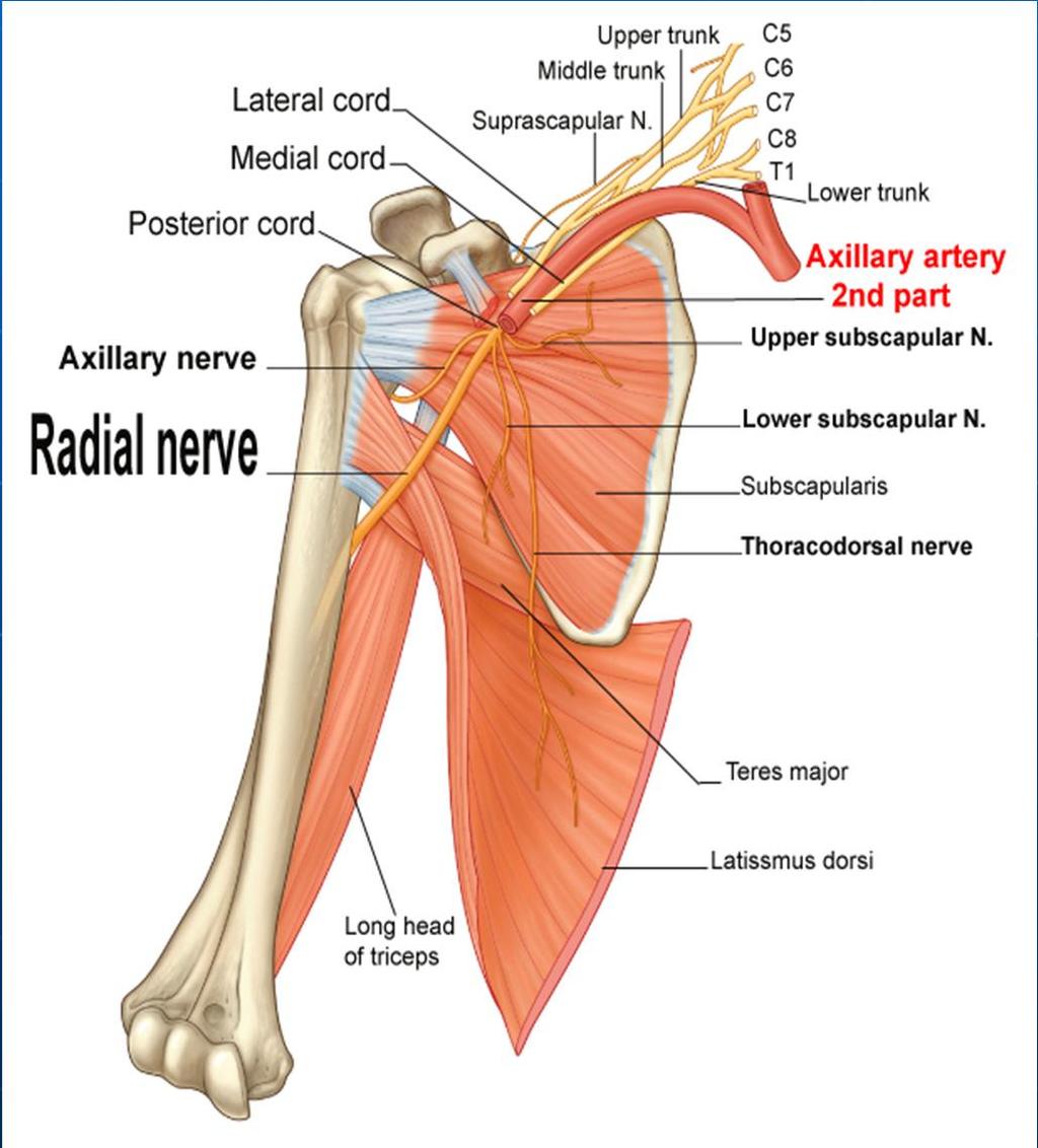Radial nerve From posterior cord. Largest branch of brachial plexus. Pass posterior to axillary a.