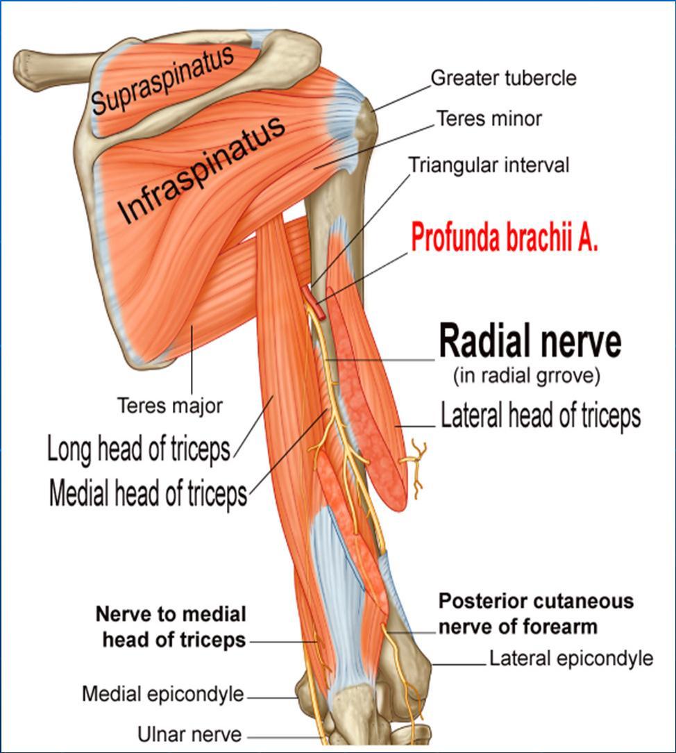 Radial nerve In the posterior compartment, pass within the radial groove and between Medial & Lateral heads of triceps accompanied with profunda brachii artery.
