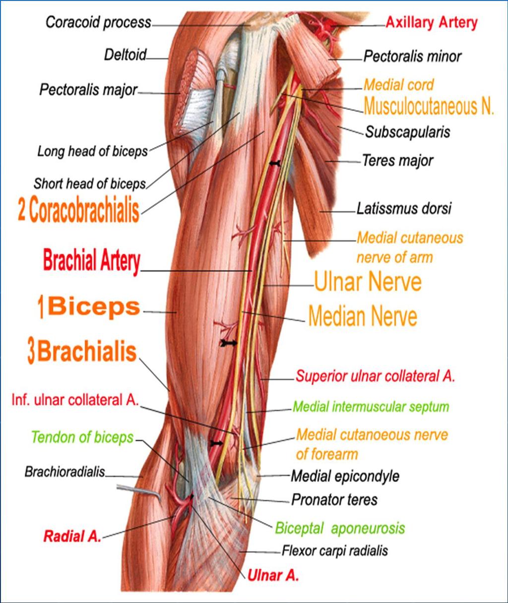 Anterior compartment of Arm Has 3 muscles Biceps. Coracobrachialis. Brachialis.