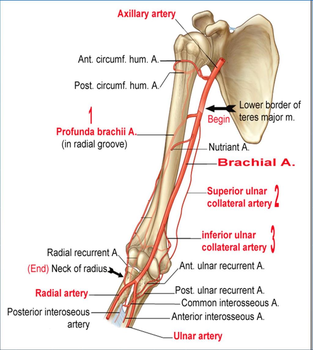 Brachial artery Begin. End. Branches 3 Profunda brachii a. Sup. ulnar. collateral a.