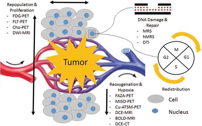 9 Novel Imaging for Treatment Planning or Tumor Response 207 Fig. 9.