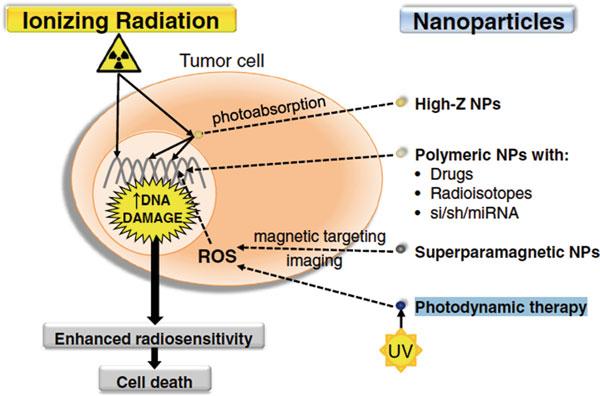 10 Increasing the Therapeutic Efficacy of Radiotherapy Using Nanoparticles 245 Fig. 10.1 A schematic depiction of the interaction of nanoparticles with ionizing radiation [ 24 ].