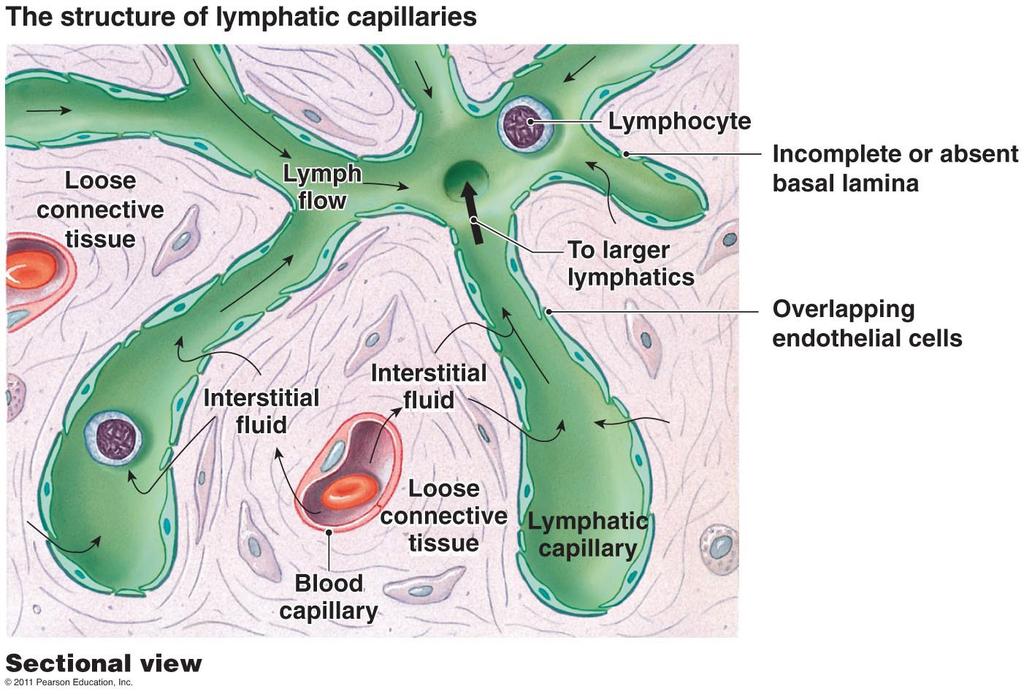 THE LYMPHATIC SYSTEM There are more than double the amount of lymph fluid compared to blood, the lymph system does not have a pump like the heart to circulate the lymph around.