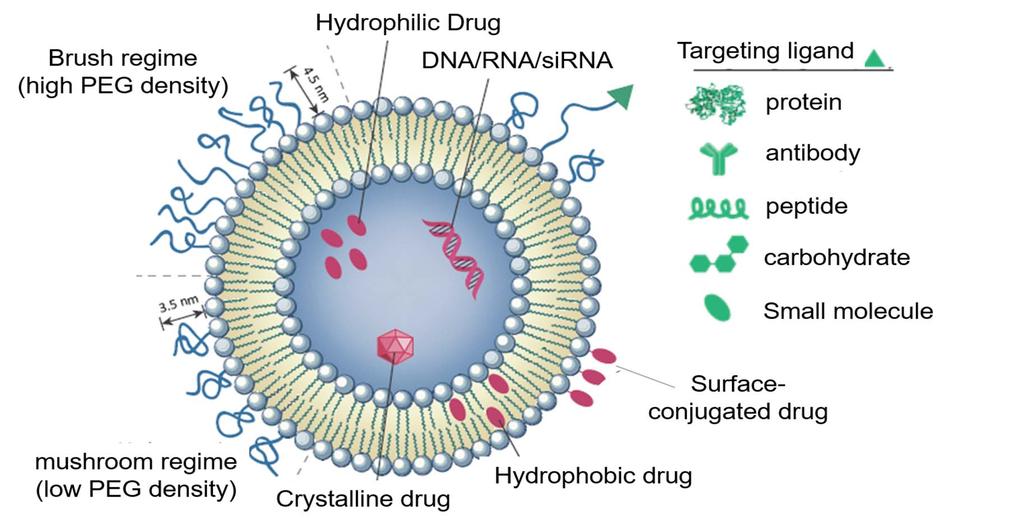 Liposome-based Nanoparticles for Drug Delivery Limitations Targeting advantages Prone to restructuring Drug leakage Targeting