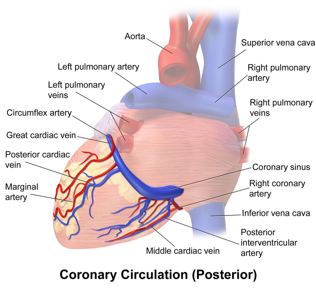 Coronary Circulation: Notes The heart has blood vessels that provide nourishment to the myocardium Deliver