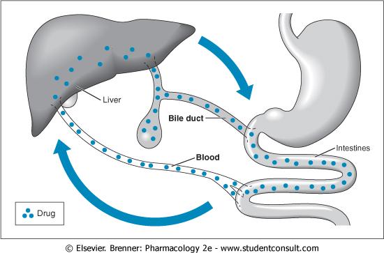 Other routes of excretion: Biliary excretion- drugs with mwts