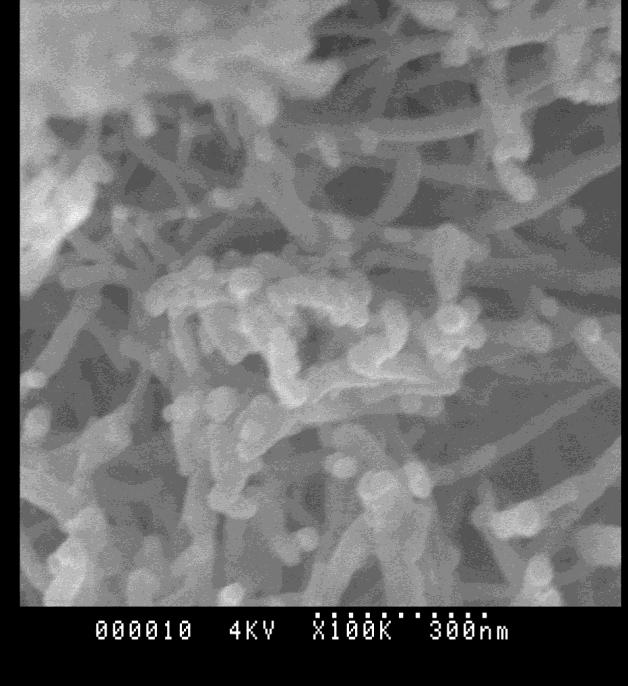 Figure 5. SEM image of ARISE processed levothyroxine sodium at o C and 1 bar, and a concentration of 7 Figure 6.