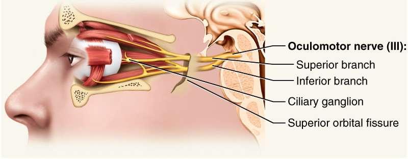 Oculomotor Nerve III Somatic and Autonomic motor function Eye movement (Superior, inferior, medial rectus muscles and inferior oblique muscle), opening of eyelid (levator palpebrae superioris),