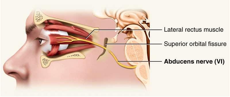 Abducens Nerve VI Provides eye movement (lateral rectus m.