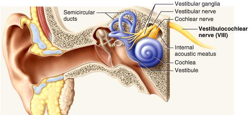 Vestibulocochlear Nerve VIII Special Sensory Provides hearing (cochlear branch) and sense of