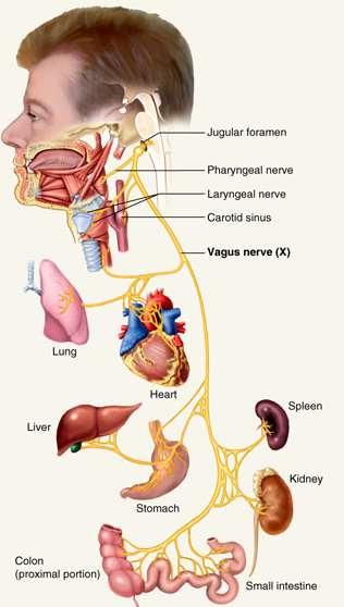 Vagus Nerve X Sensations from skin at back of ear, external acoustic meatus, part of tympanic membrane, larynx, trachea, espophagus, thoracic and abdominal viscera Sensations from bararoceptors and