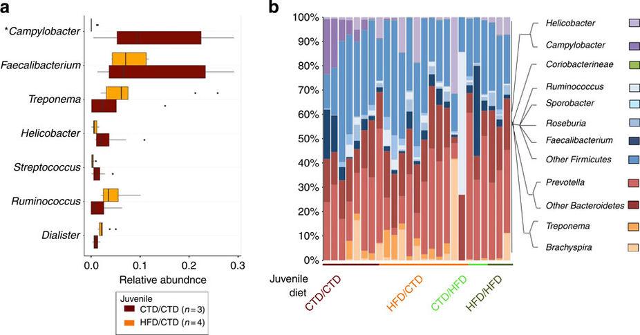 Maternal high-fat diet changes microbiome of