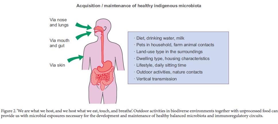 Everything that we eat, drink, touch, and breathe is reflected in our microbiota Outdoor activities in biodiverse environments together with unprocessed food can provide us with microbial exposures